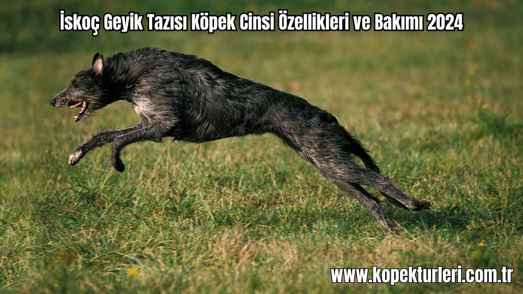 İskoç Geyik Tazısı Köpek Cinsi Özellikleri ve Bakımı 2024