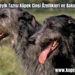 Iskoc-Geyik-Tazisi-Kopek-Cinsi-Ozellikleri-ve-Bakimi-2024