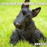 Iskoc-Terrier-Kopek-Cinsi-Ozellikleri-ve-Bakimi-2024