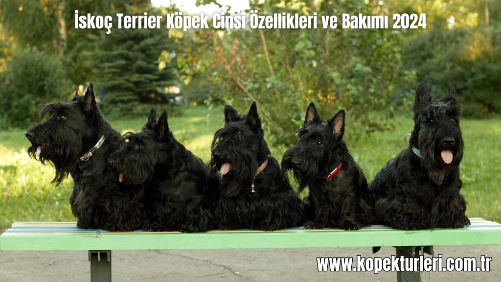 İskoç Terrier Köpek Cinsi Özellikleri ve Bakımı 2024