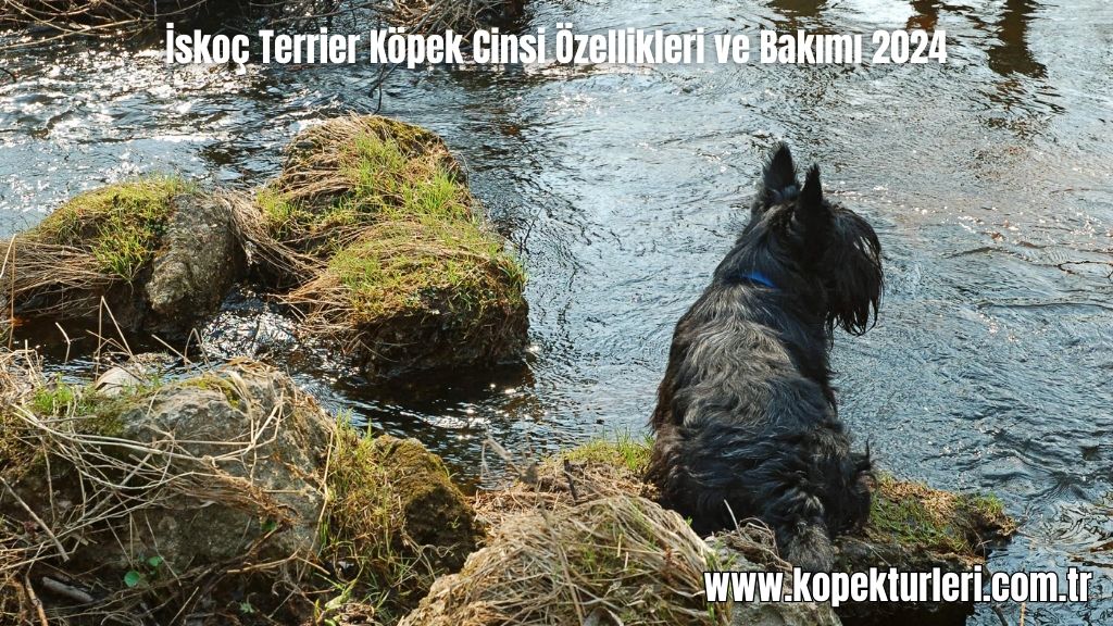 İskoç Terrier Köpek Cinsi Özellikleri ve Bakımı 2024