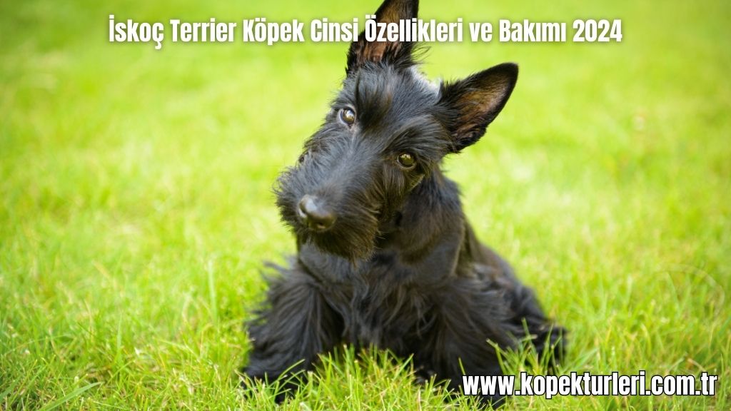 İskoç Terrier
