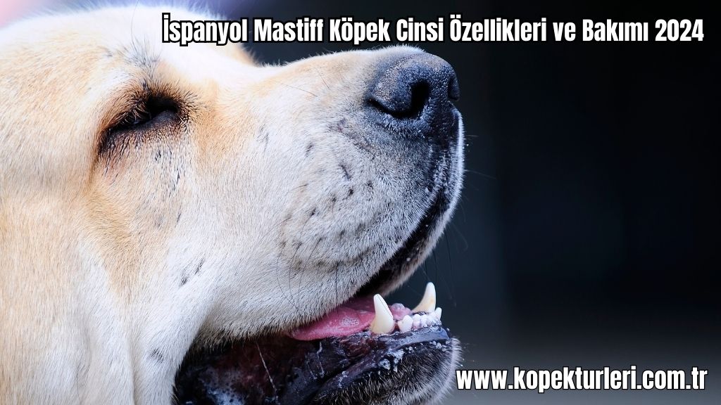 İspanyol Mastiff Köpek Cinsi Özellikleri ve Bakımı 2024
