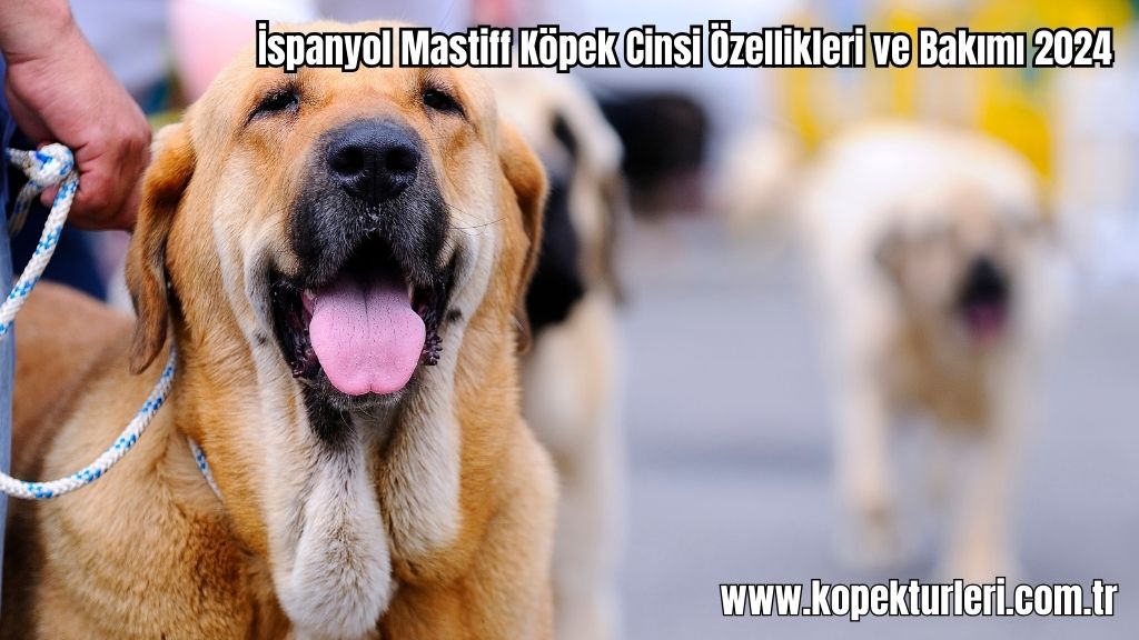 İspanyol Mastiff Köpek Cinsi Özellikleri ve Bakımı 2024