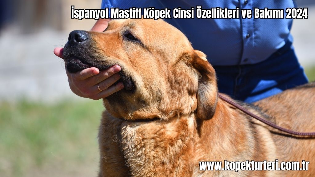 İspanyol Mastiff Köpek Cinsi Özellikleri ve Bakımı 2024