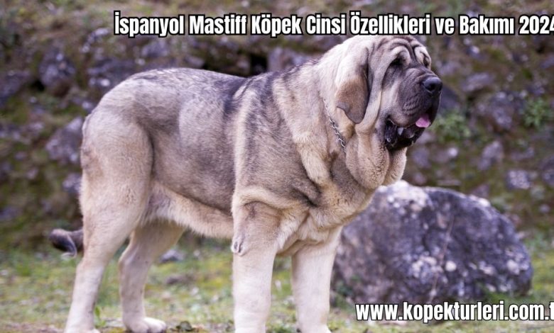 Ispanyol-Mastiff-Kopek-Cinsi-Ozellikleri-ve-Bakimi-2024