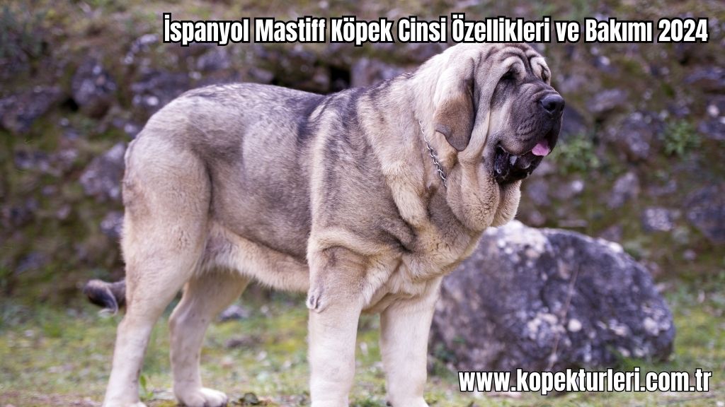 İspanyol Mastiff Köpek Cinsi Özellikleri ve Bakımı 2024