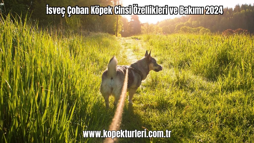İsveç Çoban