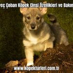 Isvec-Coban-Kopek-Cinsi-Ozellikleri-ve-Bakimi-2024