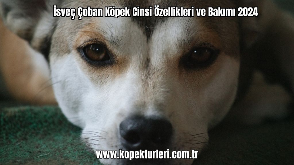İsveç Çoban
