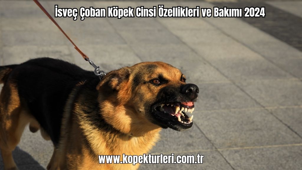 İsveç Çoban