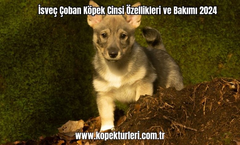 Isvec-Coban-Kopek-Cinsi-Ozellikleri-ve-Bakimi-2024