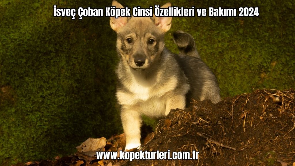 İsveç Çoban