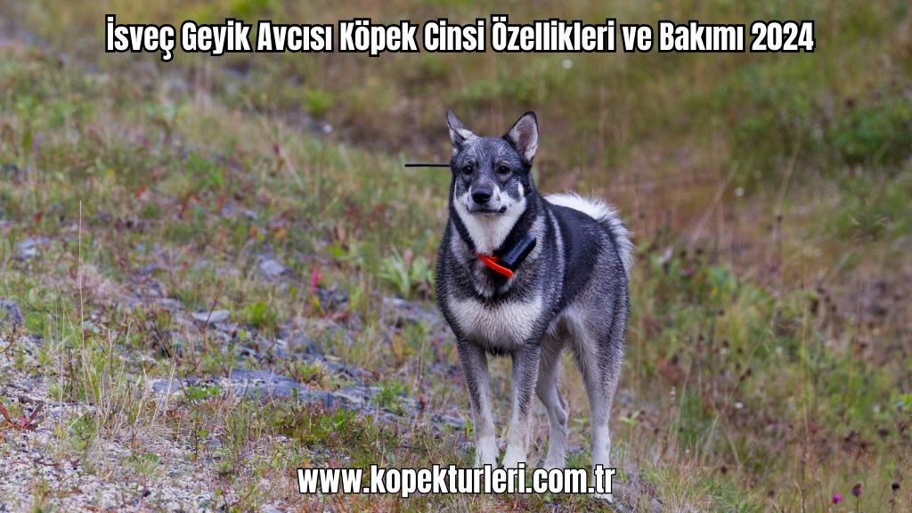 İsveç Geyik Avcısı Köpek Cinsi Özellikleri ve Bakımı 2024