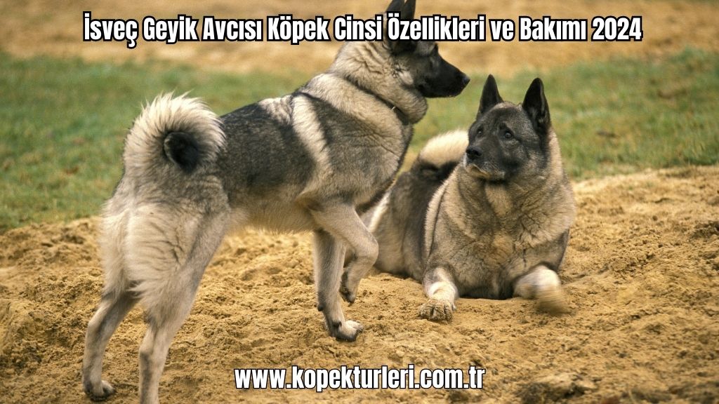 İsveç Geyik Avcısı Köpek Cinsi Özellikleri ve Bakımı 2024