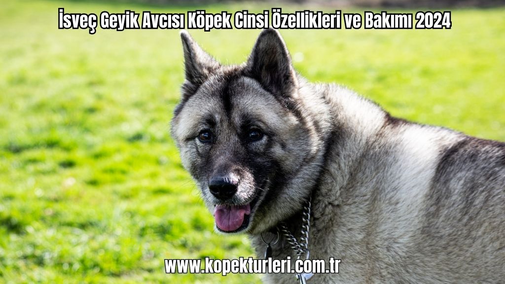 İsveç Geyik Avcısı Köpek Cinsi Özellikleri ve Bakımı 2024