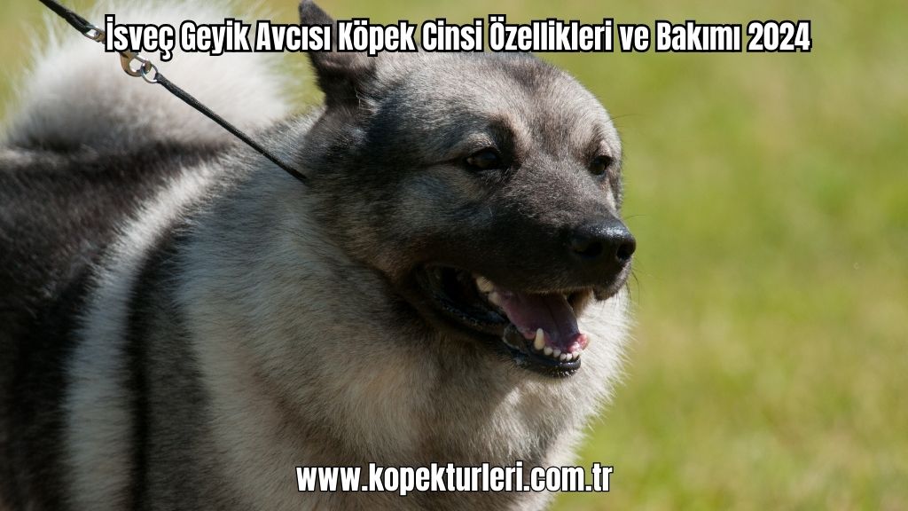 İsveç Geyik Avcısı Köpek Cinsi Özellikleri ve Bakımı 2024