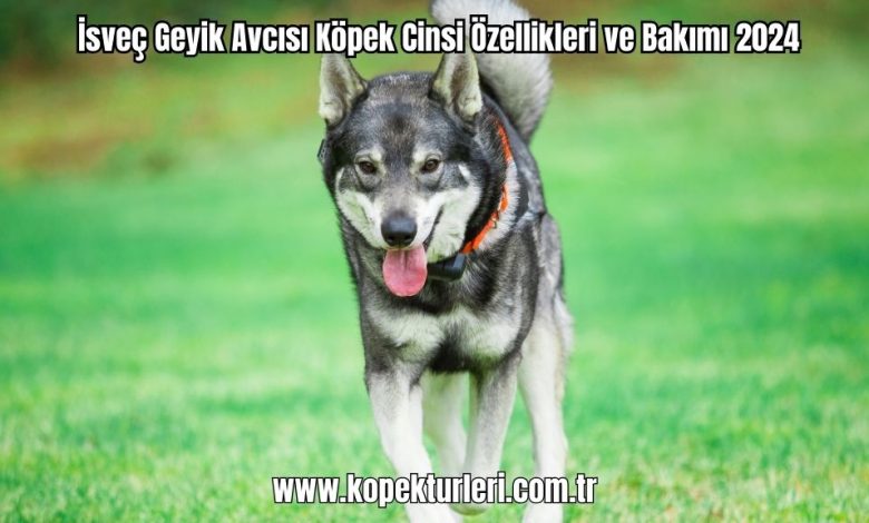 Isvec-Geyik-Avcisi-Kopek-Cinsi-Ozellikleri-ve-Bakimi-2024