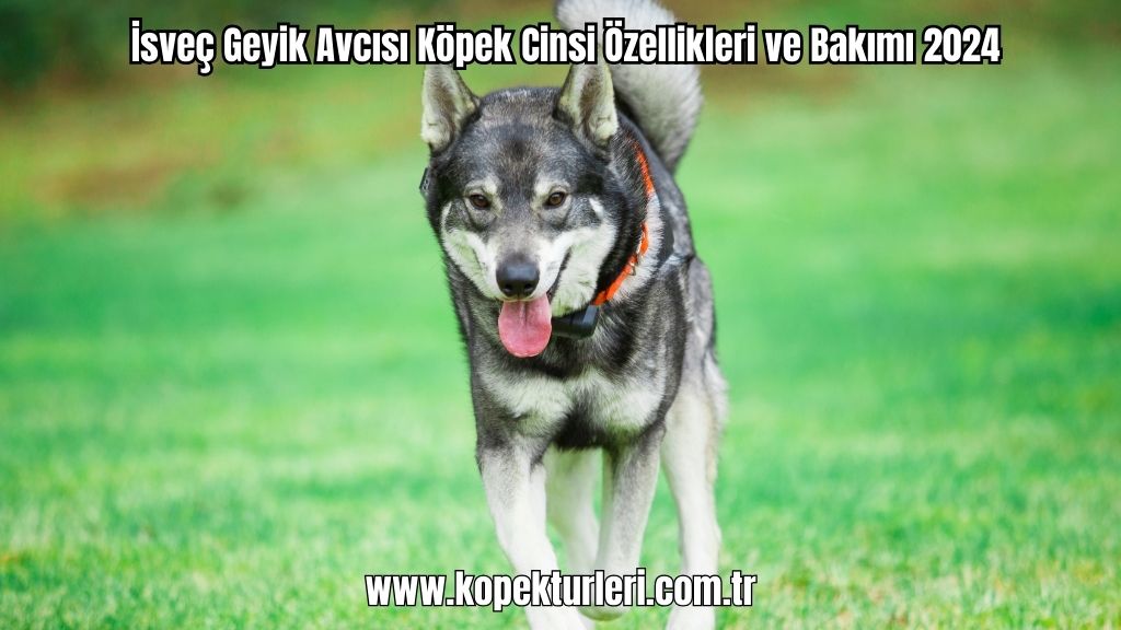 İsveç Geyik Avcısı Köpek Cinsi Özellikleri ve Bakımı 2024