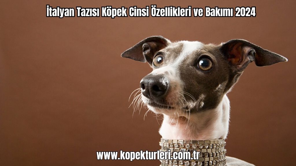 İtalyan Tazısı Köpek Cinsi Özellikleri ve Bakımı 2024