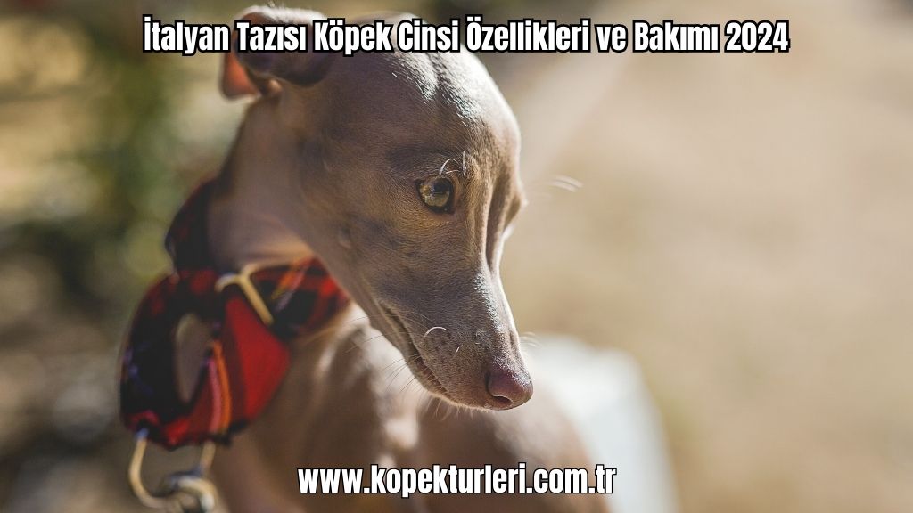 İtalyan Tazısı Köpek Cinsi Özellikleri ve Bakımı 2024