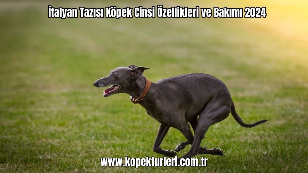 İtalyan Tazısı Köpek Cinsi Özellikleri ve Bakımı 2024