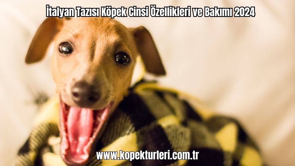 İtalyan Tazısı Köpek Cinsi Özellikleri ve Bakımı 2024