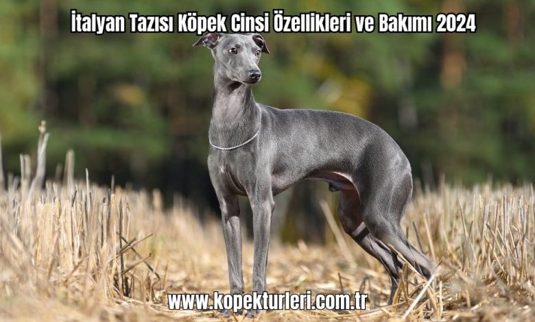 Italyan-Tazisi-Kopek-Cinsi-Ozellikleri-ve-Bakimi-2024