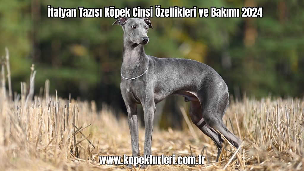 İtalyan Tazısı Köpek Cinsi Özellikleri ve Bakımı 2024