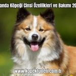 Izlanda-Kopegi-Cinsi-Ozellikleri-ve-Bakimi-2024