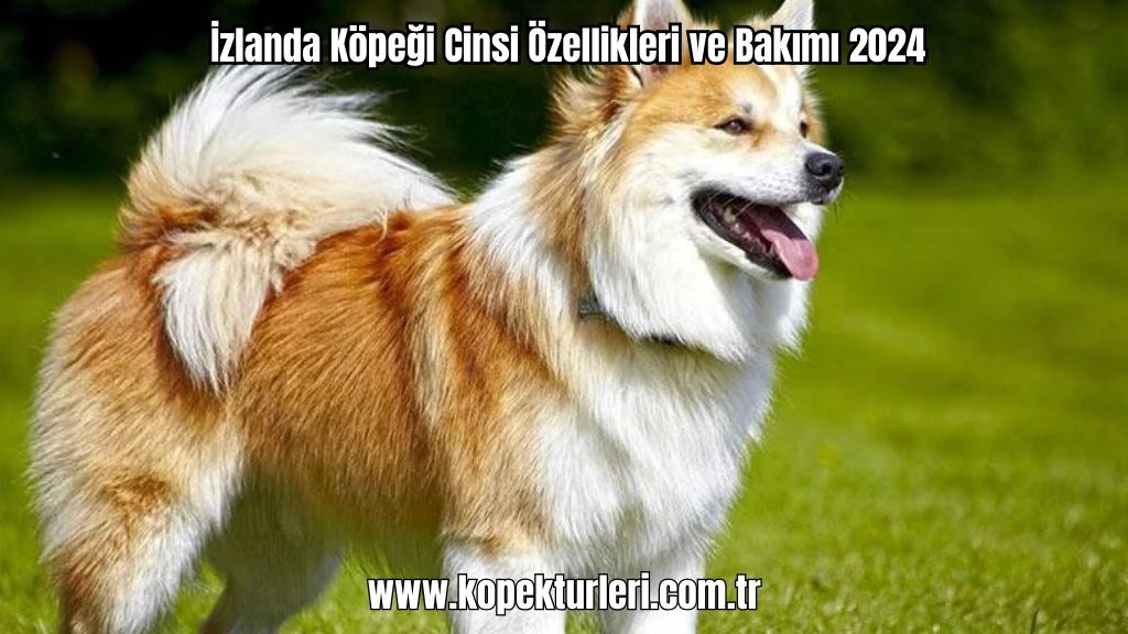 İzlanda Köpeği Cinsi Özellikleri ve Bakımı 2024
