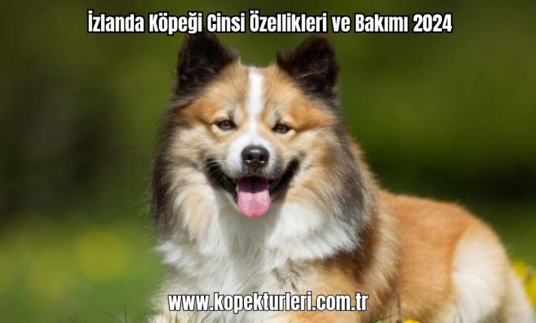 Izlanda-Kopegi-Cinsi-Ozellikleri-ve-Bakimi-2024