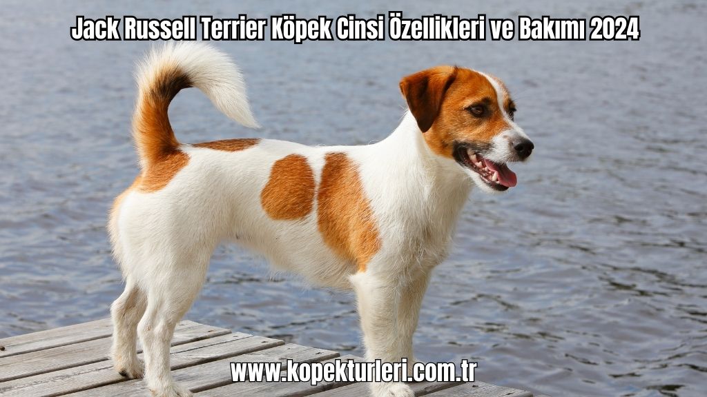 Jack Russell Terrier Köpek Cinsi Özellikleri ve Bakımı 2024