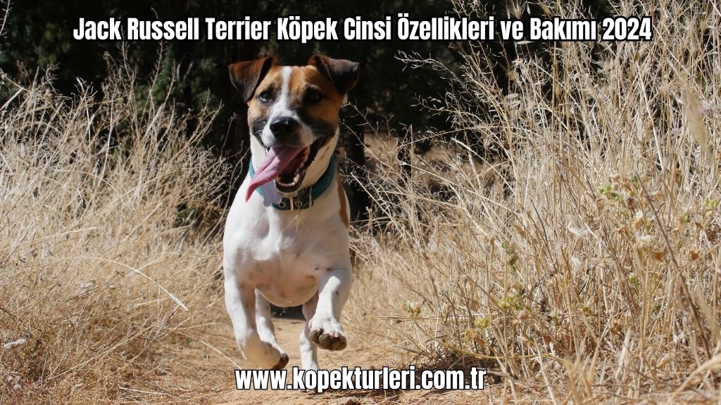 Jack Russell Terrier Köpek Cinsi Özellikleri ve Bakımı 2024
