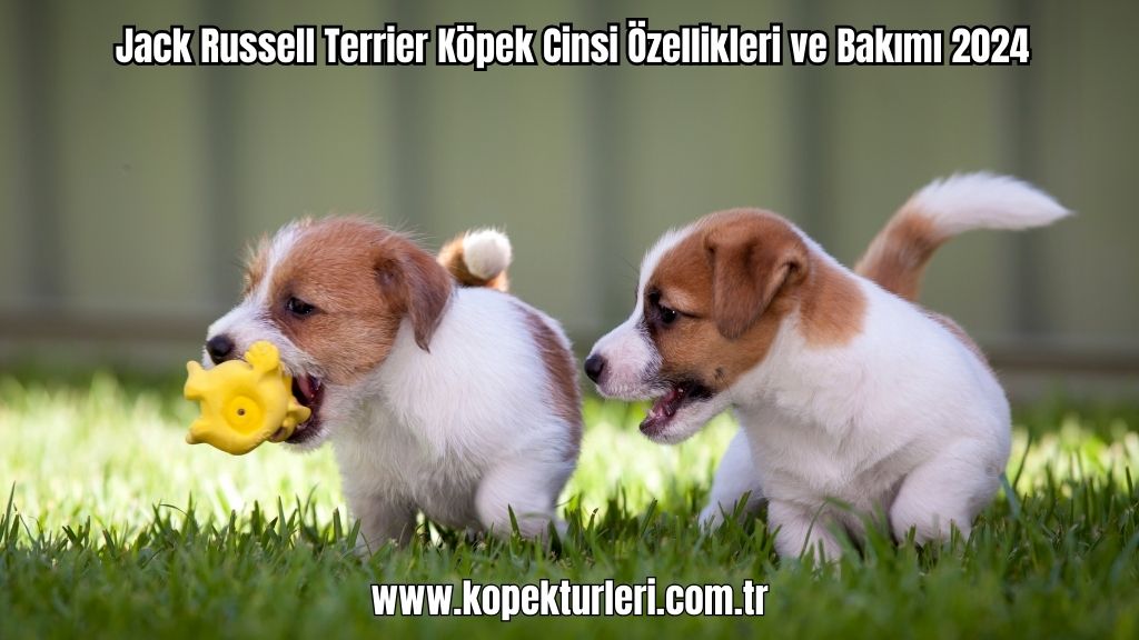 Jack Russell Terrier Köpek Cinsi Özellikleri ve Bakımı 2024