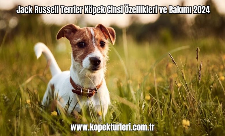 Jack-Russell-Terrier-Kopek-Cinsi-Ozellikleri-ve-Bakimi-2024