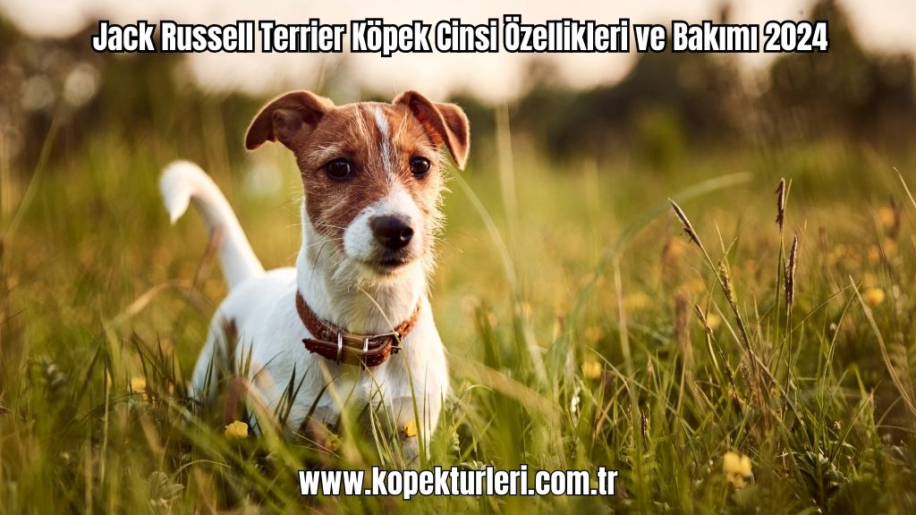 Jack Russell Terrier Köpek Cinsi Özellikleri ve Bakımı 2024