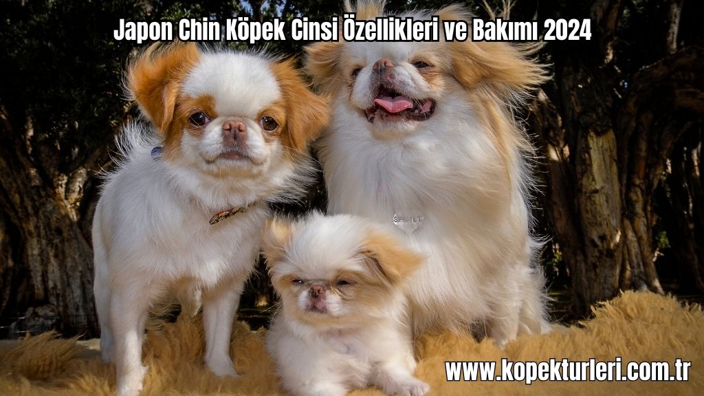 Japon Chin Köpek Cinsi Özellikleri ve Bakımı 2024