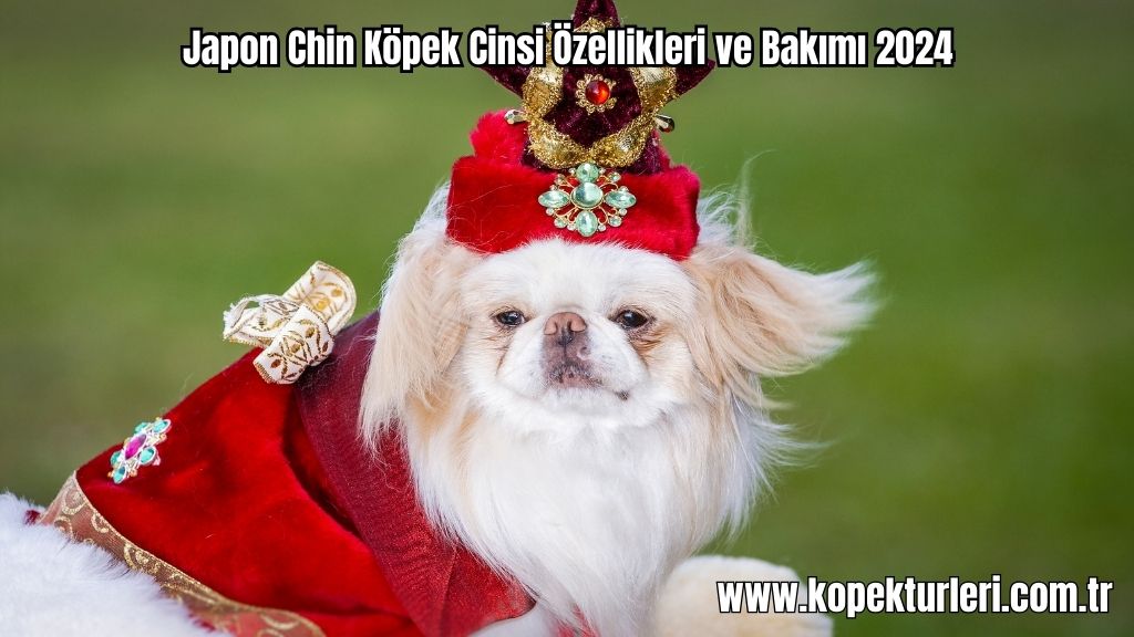 Japon Chin Köpek Cinsi Özellikleri ve Bakımı 2024