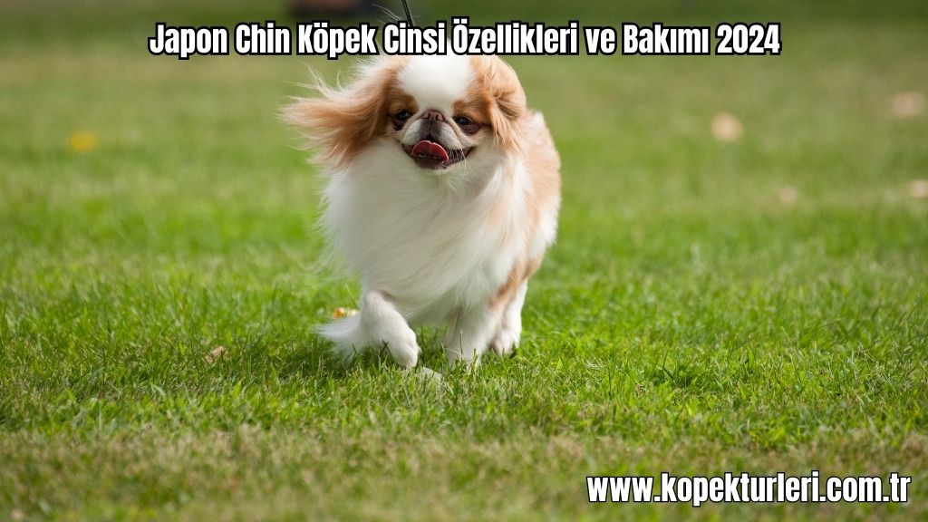 Japon Chin Köpek Cinsi Özellikleri ve Bakımı 2024