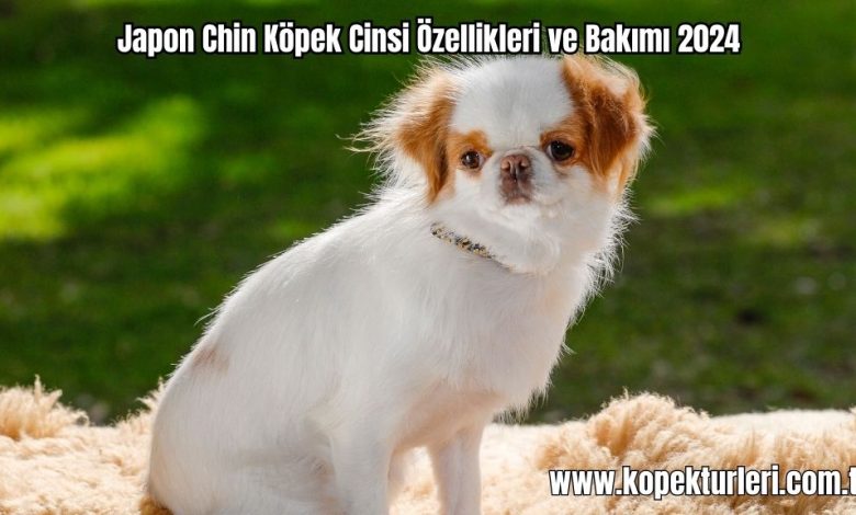 Japon-Chin-Kopek-Cinsi-Ozellikleri-ve-Bakimi-2024