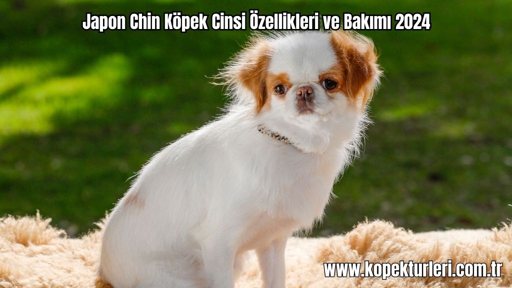 Japon Chin Köpek Cinsi Özellikleri ve Bakımı 2024