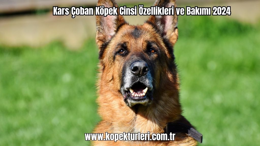 Kars Çoban Köpek Cinsi Özellikleri ve Bakımı 2024