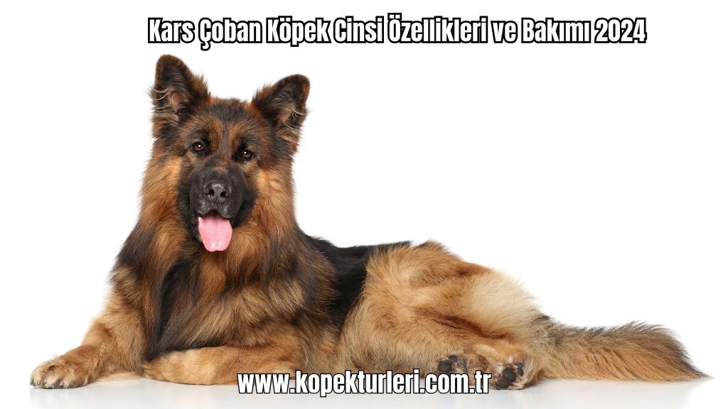 Kars Çoban Köpek Cinsi Özellikleri ve Bakımı 2024