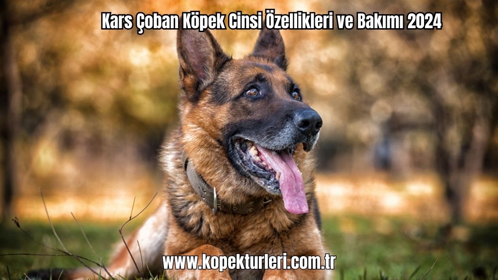 Kars Çoban Köpek Cinsi Özellikleri ve Bakımı 2024