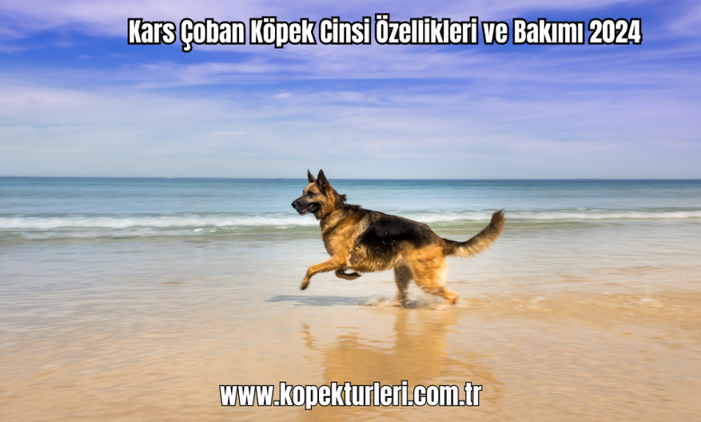 Kars-Coban-Kopek-Cinsi-Ozellikleri-ve-Bakimi-2024