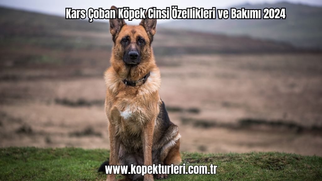 Kars Çoban Köpek Cinsi Özellikleri ve Bakımı 2024