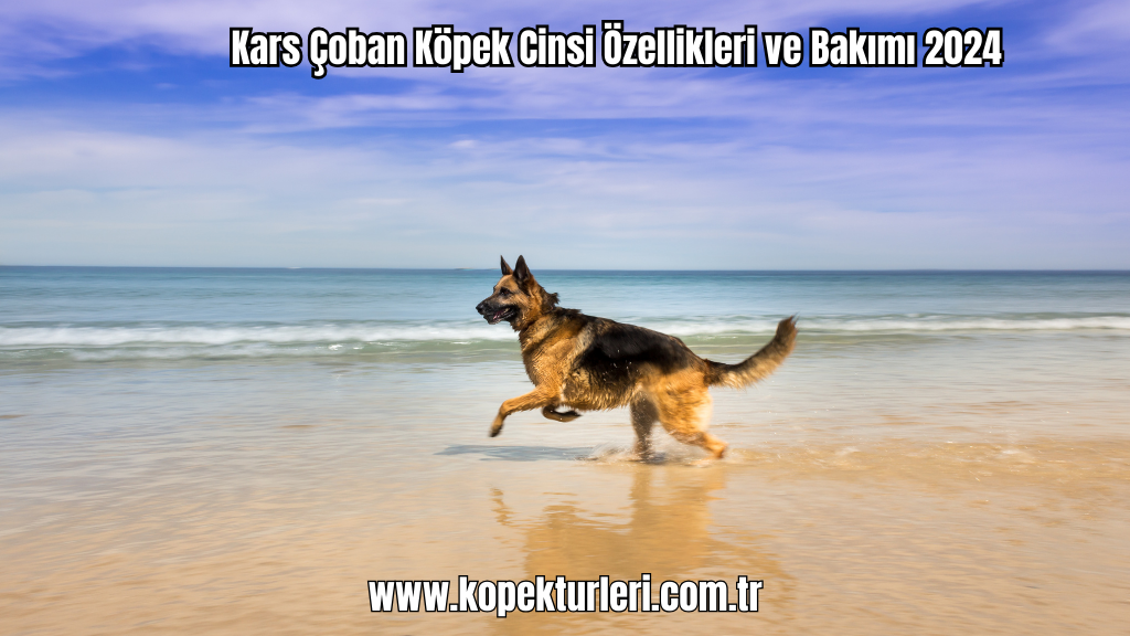 Kars Çoban Köpek Cinsi Özellikleri ve Bakımı 2024