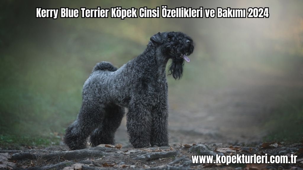 Kerry Blue Terrier Köpek Cinsi Özellikleri ve Bakımı 2024