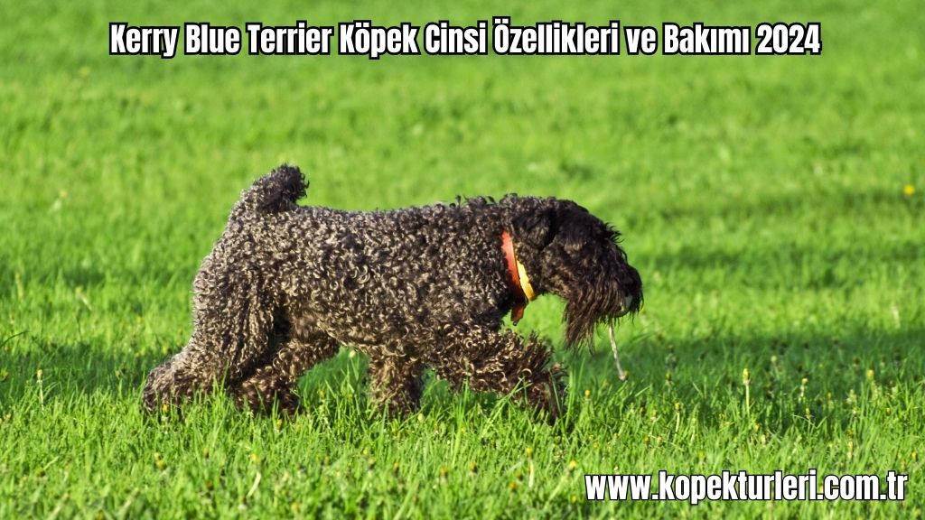 Kerry Blue Terrier Köpek Cinsi Özellikleri ve Bakımı 2024
